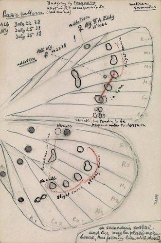 纳博科夫蝴蝶手稿