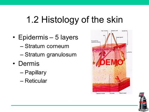 2 histology of the skin epidermis c 5 layers cstratum corneum c