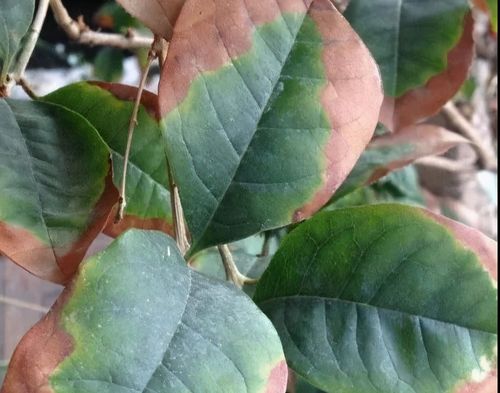 飘绿农药:桂花树常见病虫害识别及防治