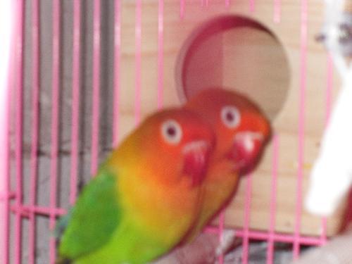 我的牡丹不进窝