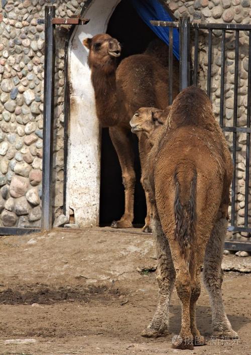 动物园里的动物,阿拉木图哈萨克斯坦
