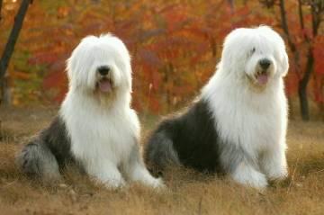 这是什么犬?