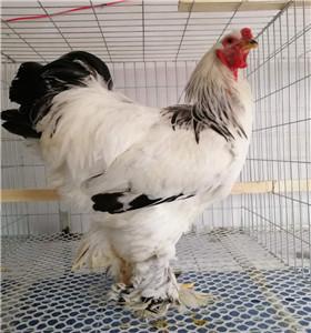 重庆婆罗门鸡苗的品种有哪些