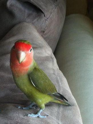 面类小鹦品系分类-牡丹鹦鹉爱好者之家