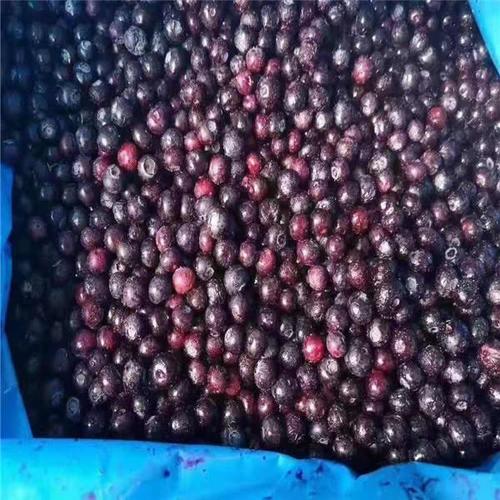 【冷冻蓝莓】山东工厂直销冷冻蓝莓智利公爵蓝莓吨位