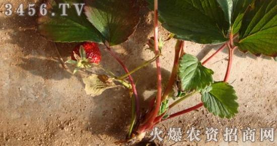 作物黑根烂根死棵死苗症状多发如何防治有效