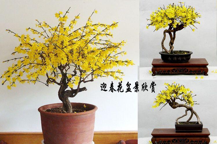 周氏盆景迎春花过年开花丛生大苗造型盆景 树桩老桩特价 一物一拍