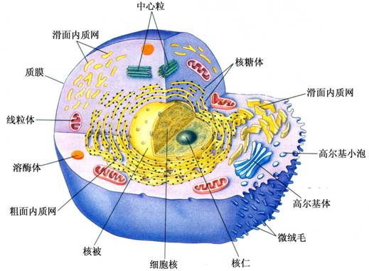 求 细胞结构三道大题 遗传图解3大题(要系谱图一类的)