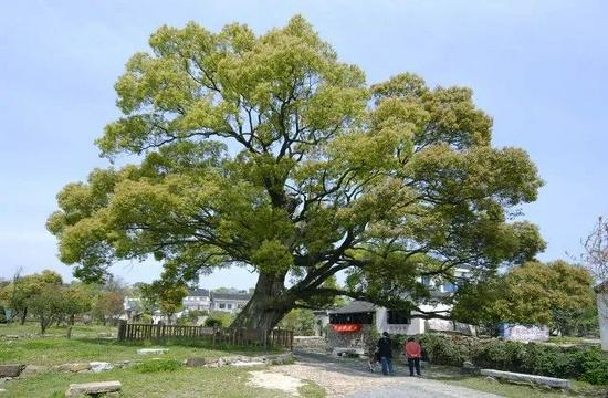 新京报修剪自种香樟树被罚14万既要处罚也要释法