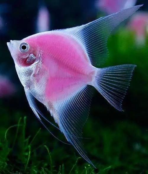 pterophyllum scalare)又名燕鱼,天使鱼,小神仙鱼,小鳍帆鱼等,丽鱼科