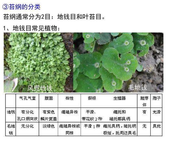 1,地钱目常见植物: 风兜地钱 毛地钱