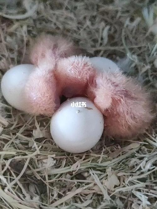 牡丹鹦鹉出壳记 三只啦 都在茁壮成长_鹦鹉_牡丹_通州