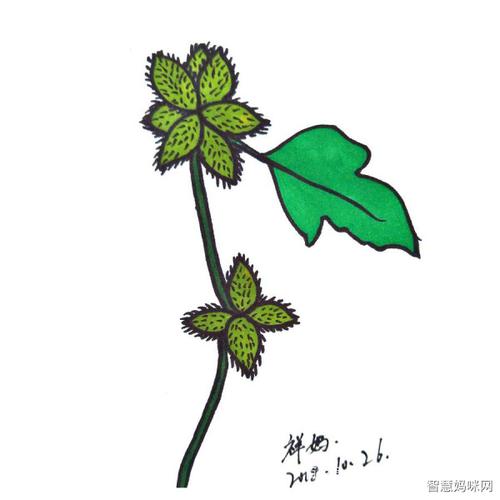 苍耳子简笔画怎么画