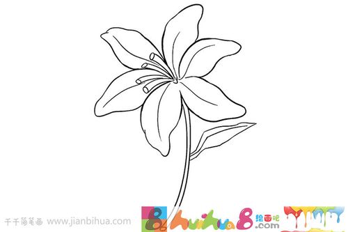 百合花简笔画图片教程
