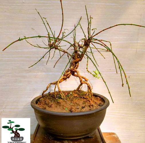 实拍 迎春花盆景 老根迎春微型盆栽 提根造型迎春花 虎蹄迎春包邮