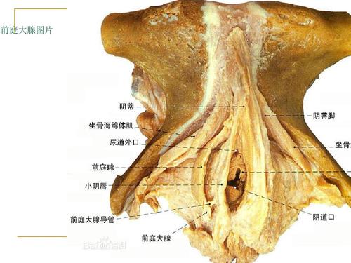 第1,2章女性生殖系统解剖及生理课件ppt