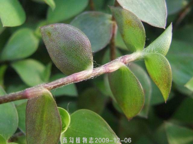 展开全部 铺地锦竹草