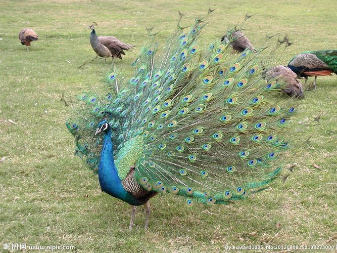 孔雀图片大全大图_孔雀图片大全