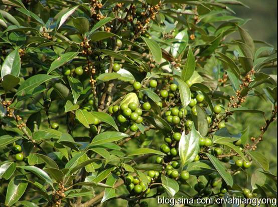 科属:樟科,山胡椒属别称:香果树,细叶假樟,千斤香,千金树,野木姜子
