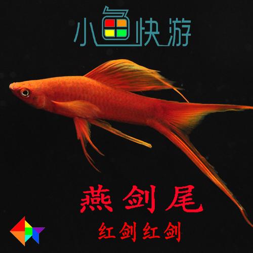 红箭鱼活体 免邮 淡水