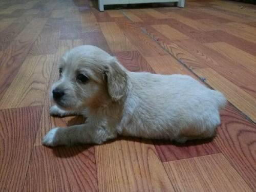 供求 性别 母                       家里养的英国可卡犬生了五只小