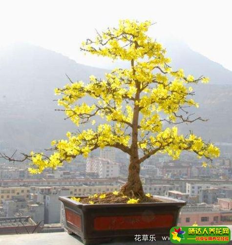 迎春花什么时候开迎春花盆景的养护介绍