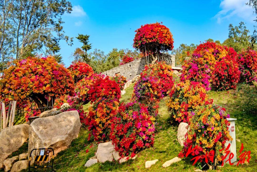 今天开园马岭观花植物园预约方式看这