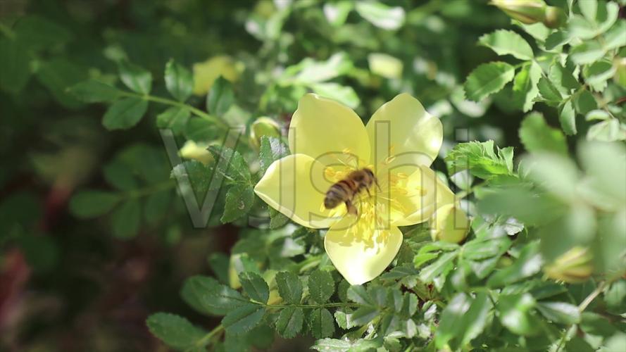 蜜蜂采蜜花高清4k