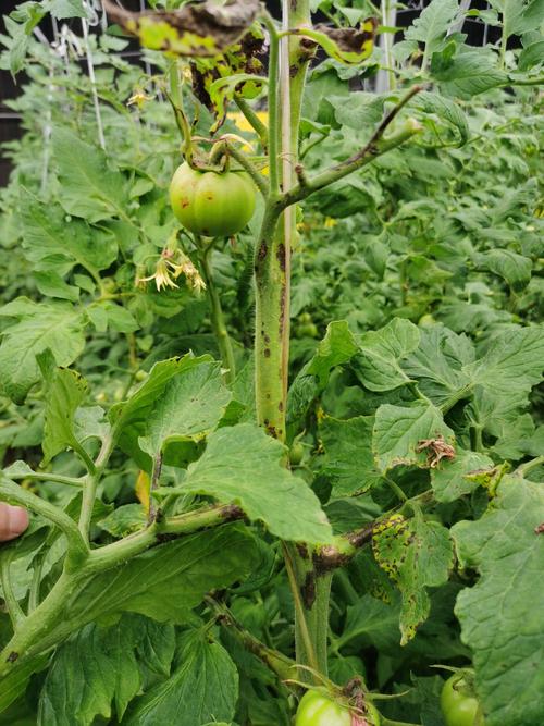 番茄细菌性斑疹病图片