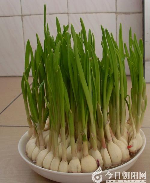 地方美食 > ·2016-01-05 11:12:52 ·本网资讯  摘要: 大蒜和大葱