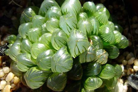家里养什么植物旺财