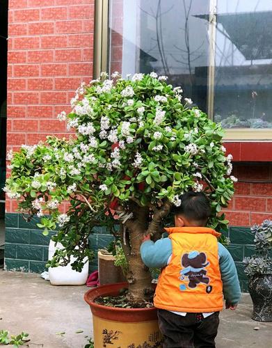 春天到了,20年的燕子掌盆栽又开花爆盆了,朋友邀约来