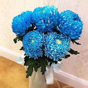 【进口牡丹菊鲜花】樱花菊牡丹菊波斯菊鲜花大花头高档菊花鲜花