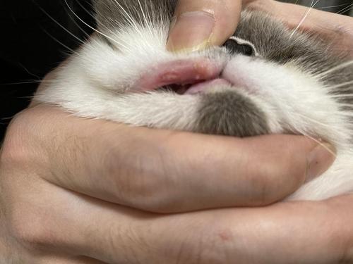 这是猫咪口腔溃疡吗?