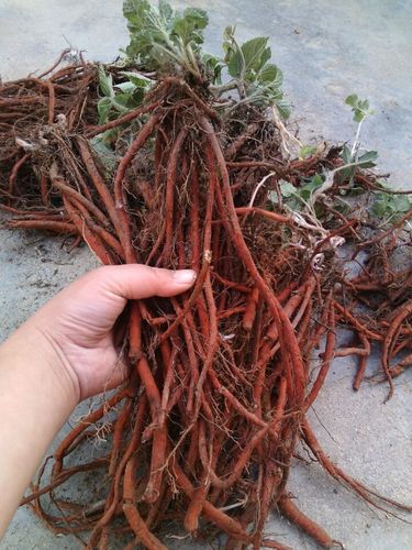野生新鲜紫花丹参红参雪参茶新货现卖现挖三斤包邮农户采挖中要材