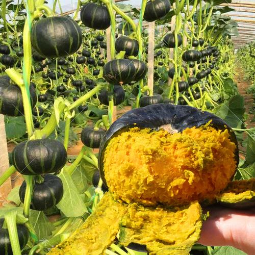 购客贝贝南瓜种子板栗味正品日本进口高产香甜四季蔬菜种孑小南瓜种籽