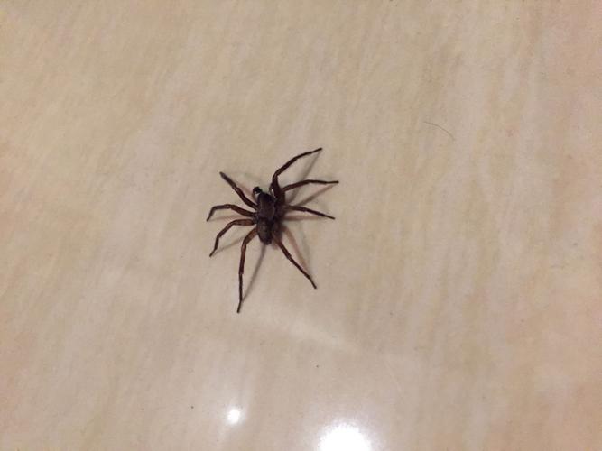 为什么家里老有蜘蛛,这什么品种?