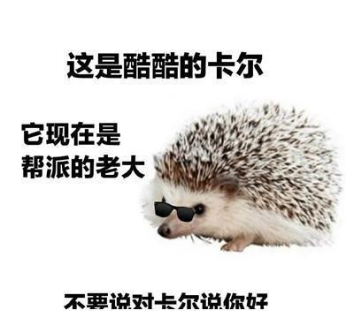 表情包:刺猬卡尔表情包大全