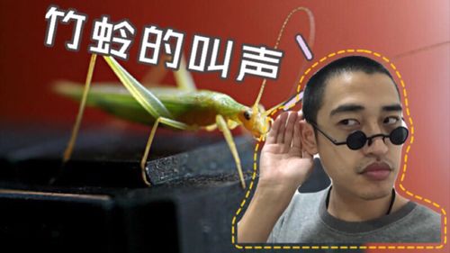 竹蛉吃什么?瓜果梨桃米面杂粮,只要养生的餐食水果他都不在话下