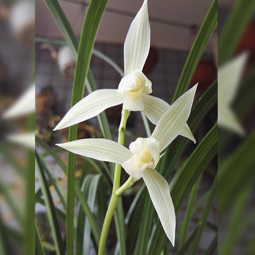 香思兰缘莲瓣兰大雪素宽叶元旦大素心兰花苗冬春花期经典细叶盆栽