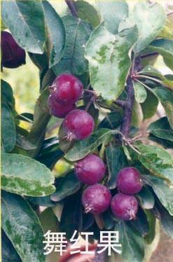 供应五红果,长寿果