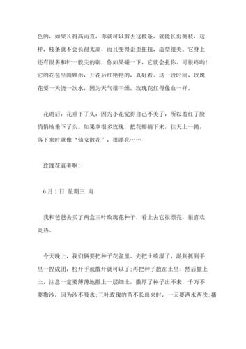 2021年最新玫瑰花的观察日记