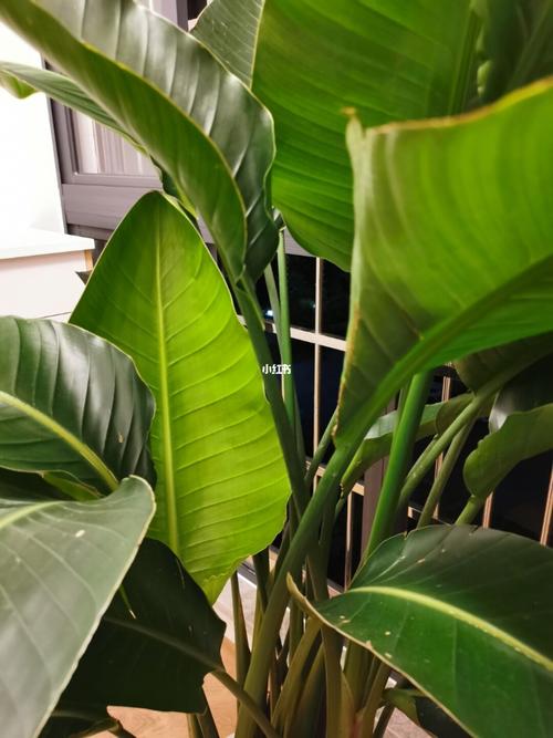 天堂鸟长高啦!_长高_家居家装_家居装饰