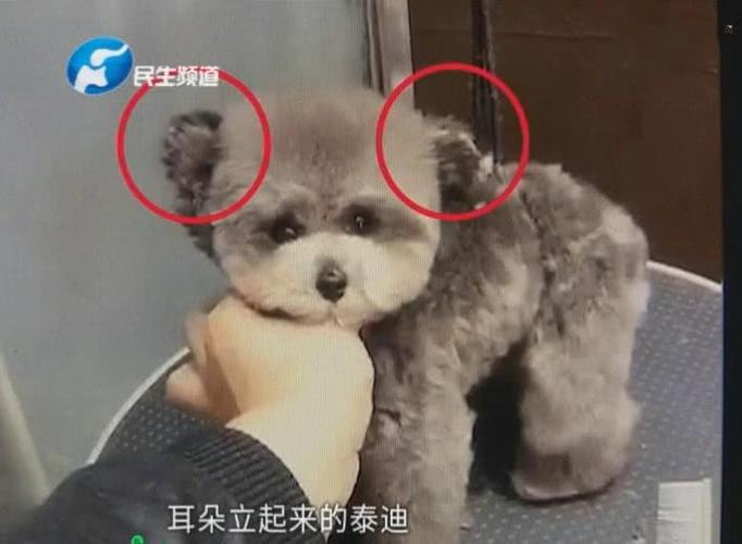 女子在闲鱼花8500买飞耳泰迪,收到货时傻眼了:耳朵飞不起来