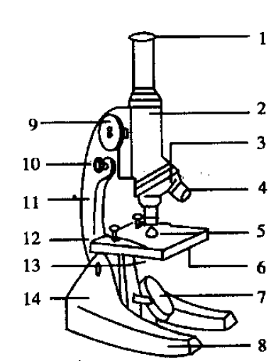 初中教育 理化生 人教版七年级生物教学案系列(上册 )练习使用显微镜