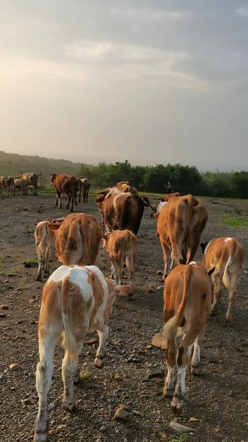 农村放牛清晨向着山里进军
