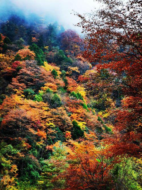 唐家河红叶