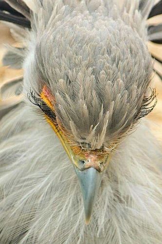 蛇鹫(超长睫毛)