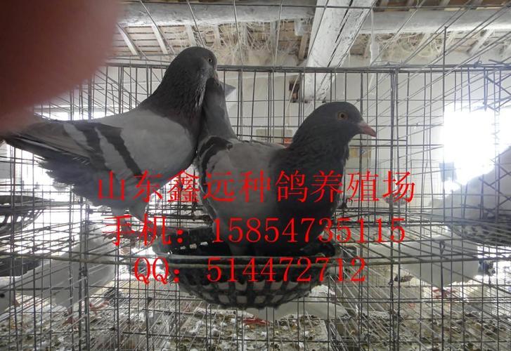白羽王鸽落地王鸽银羽王鸽卡奴鸽四川肉鸽养殖肉鸽种鸽价格