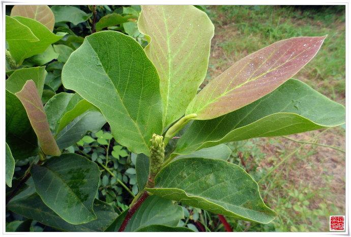 木兰科小乔木二乔玉兰